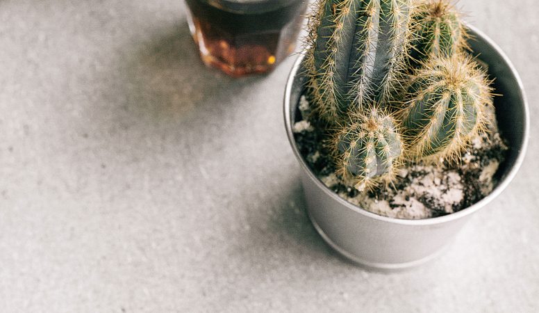 cactus-cactus-plant-coffee-1056720