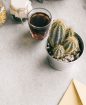 cactus-cactus-plant-coffee-1056720